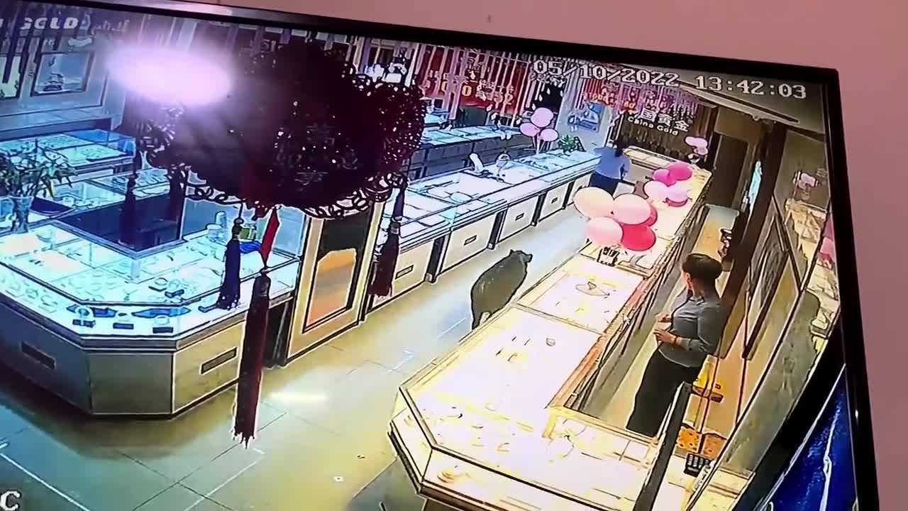 Video - Clip: Lợn rừng lao vào cửa hàng trang sức truy đuổi nữ nhân viên
