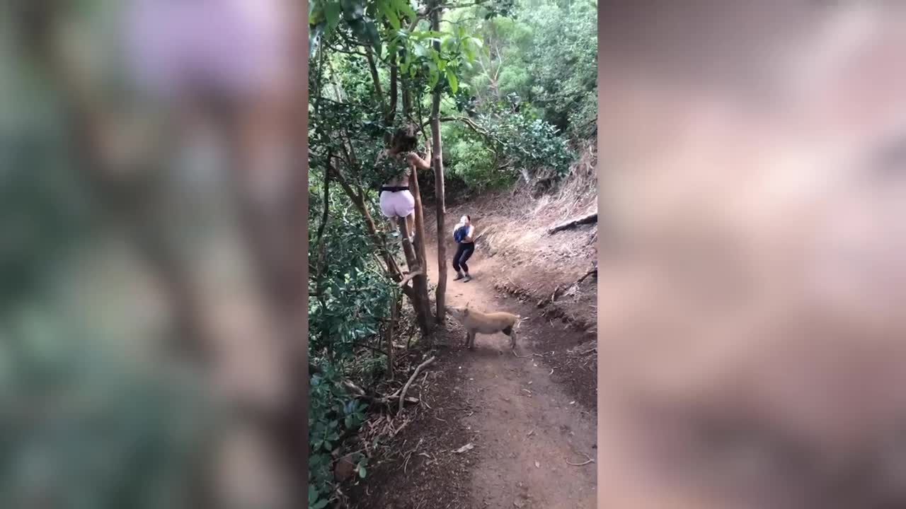 Video - Clip: Bị lợn rừng truy đuổi, cô gái sợ hãi trèo lên cây lánh nạn