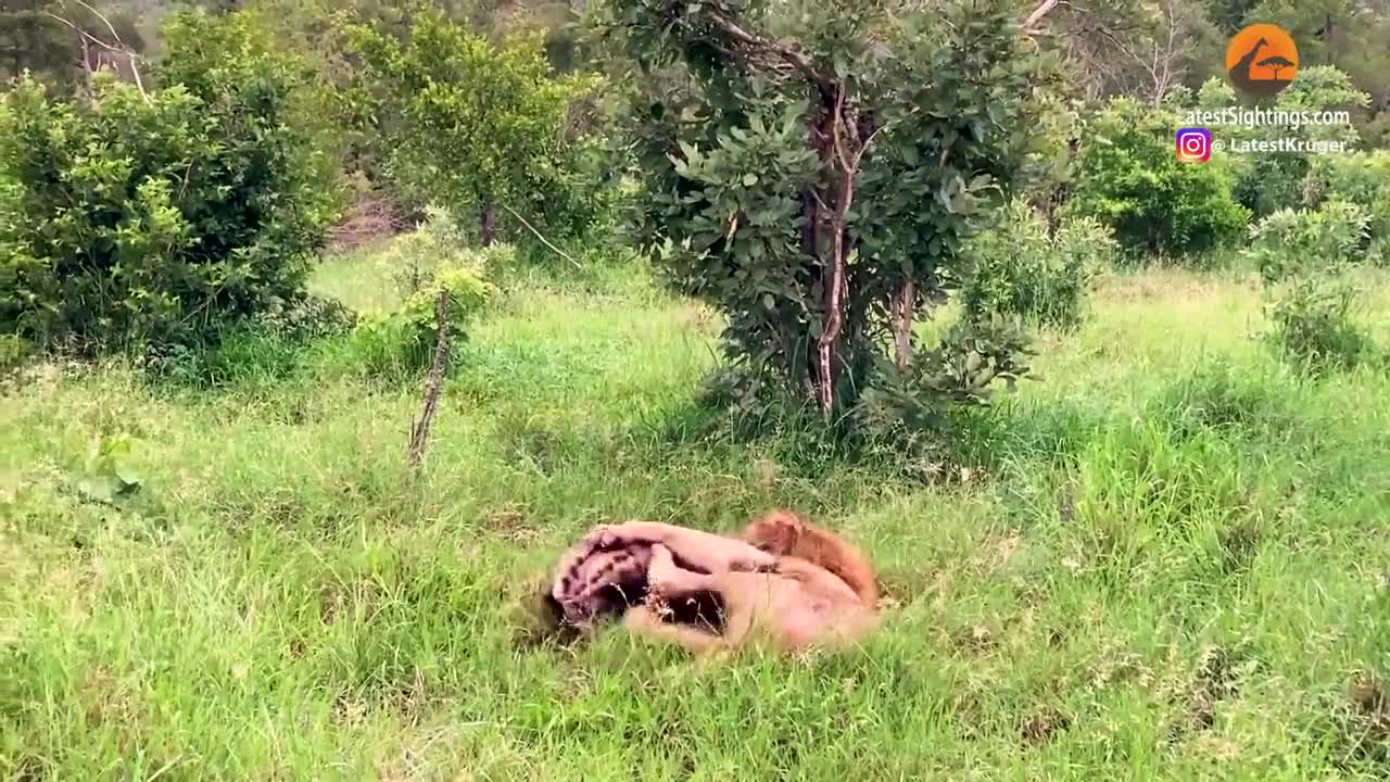 Video - Clip: Bị sư tử ngoạm chặt cổ, linh cẩu vẫn có màn 'lật kèo' khó tin