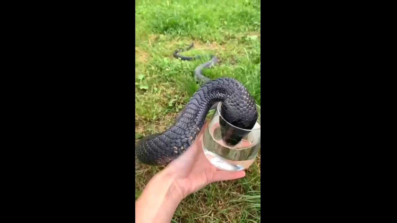 Video - Clip: Sốc cảnh người đàn ông cầm cốc cho rắn hổ mang chúa uống nước