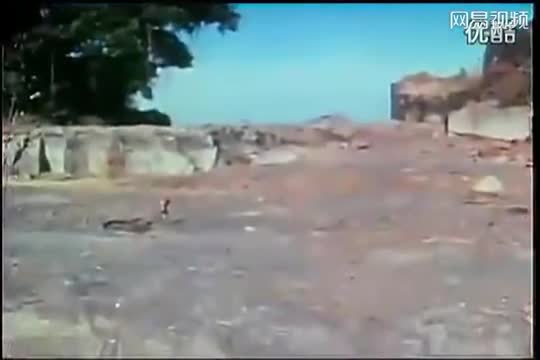 Video - Clip: Rắn hổ mang chúa 'tử chiến' 3 báo đốm và cái kết khó tin