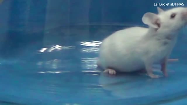 Video - Clip: Rết độc tung nhát cắn chí mạng, hạ gục chuột bạch trong 30 giây