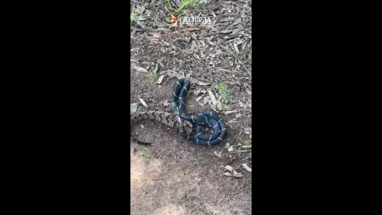 Video - Clip: Rắn đuôi chuông 'khủng' bị rắn vua giết chết rồi nuốt chửng