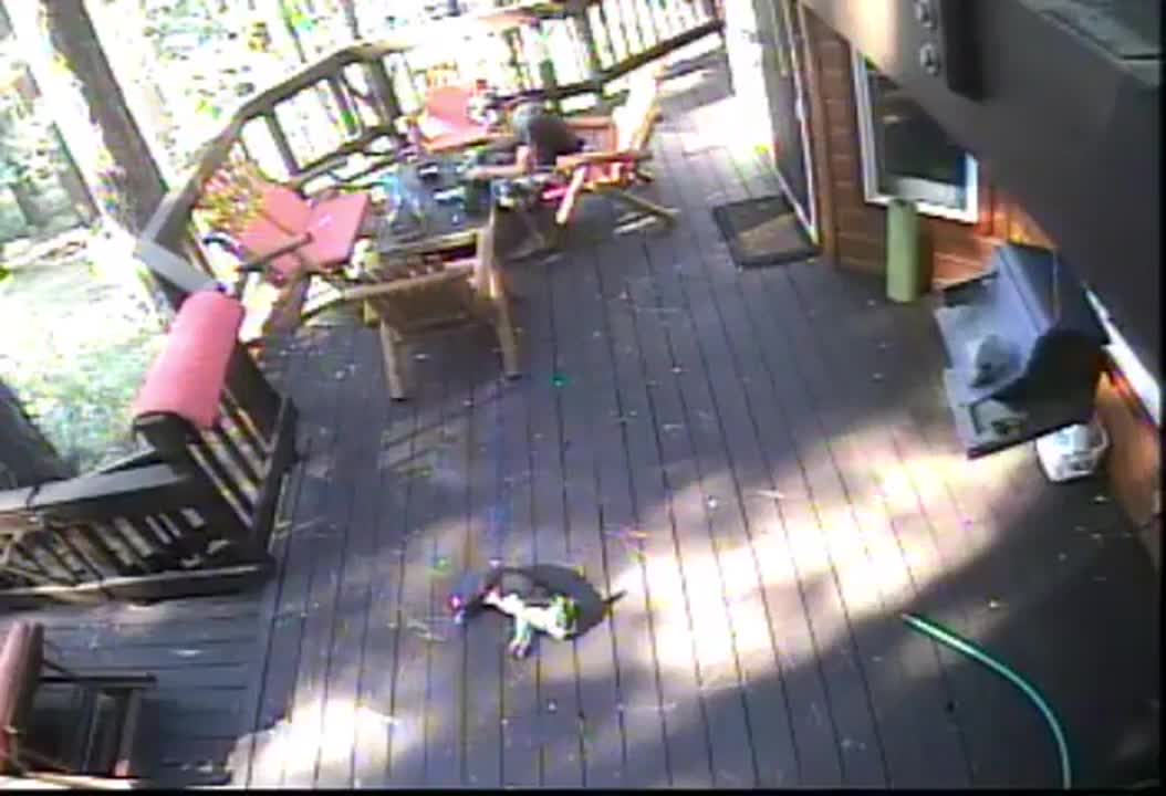 Video - Clip: Chó sói ngang nhiên lao đến vồ chó nhà ngay trước mặt chủ