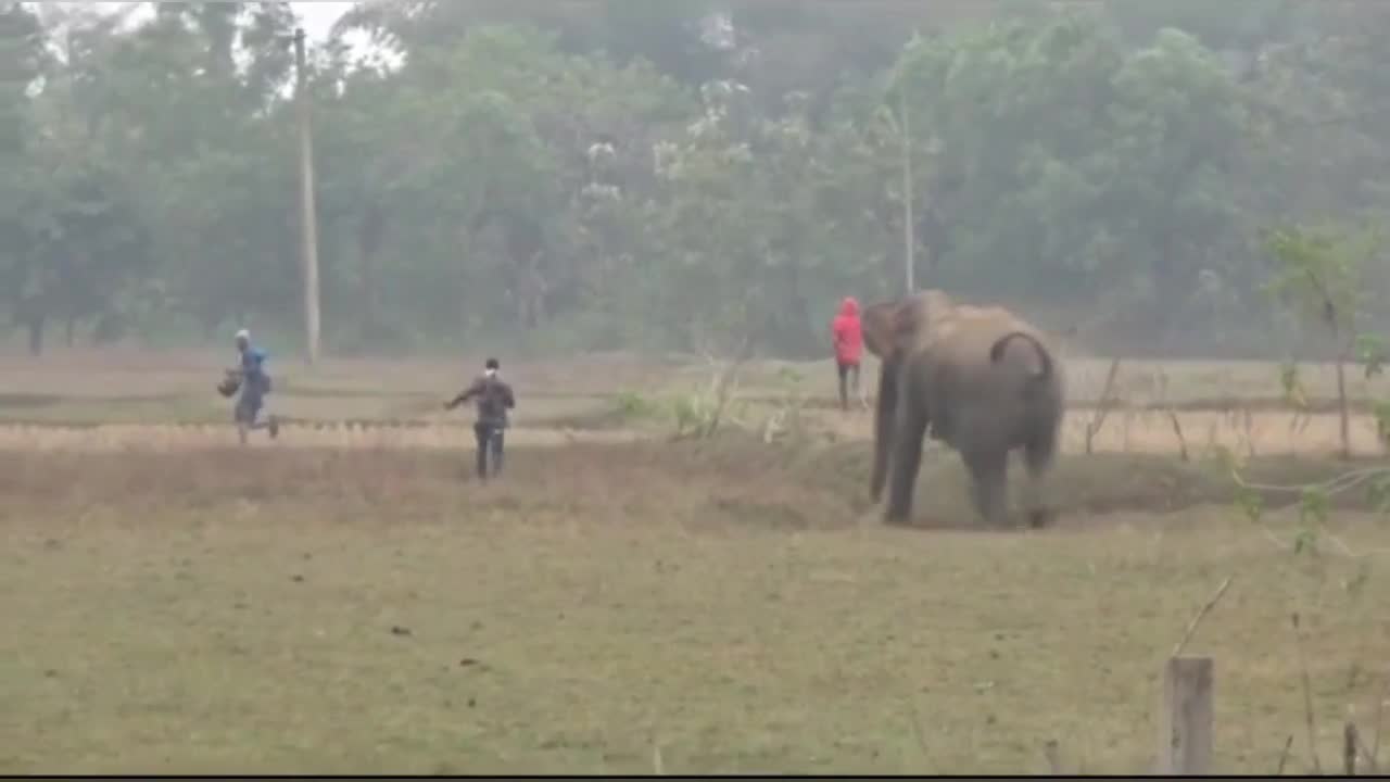 Video - Clip: Chụp ảnh 'tự sướng', người đàn ông bị voi truy đuổi và cái kết