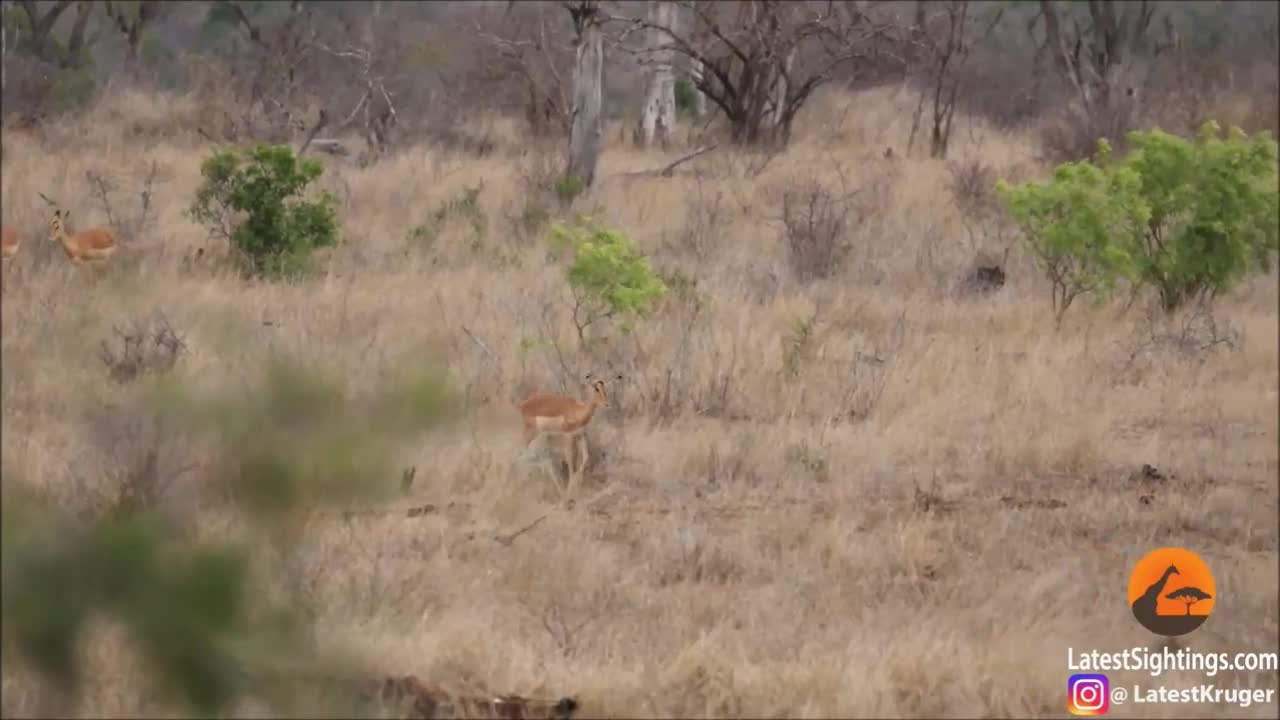 Video - Clip: Linh dương ngu ngốc tự lao đến nộp mạng cho bầy báo săn