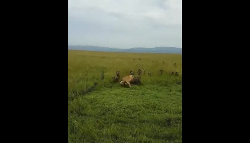 Video - Clip: Sư tử bị chục linh cẩu tấn công và màn 'lật kèo' ở phút chót