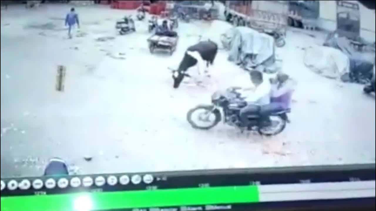 Video - Clip: Đang đi bộ, cậu bé bị bò điên húc văng lên không trung