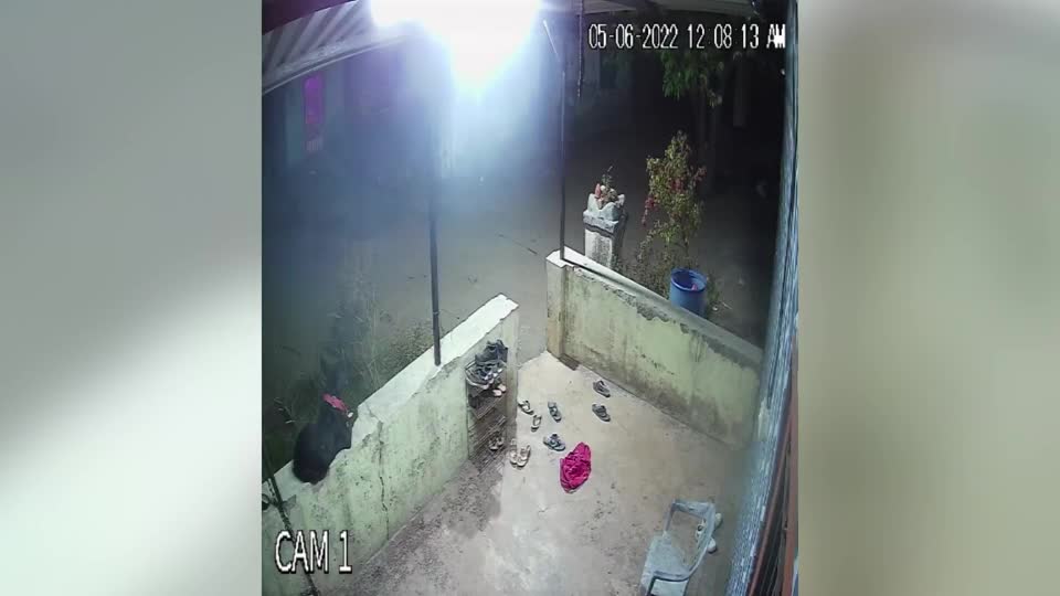 Video - Clip: Chó nhà 'tử chiến' báo hoa mai trong đêm và cái kết bất ngờ