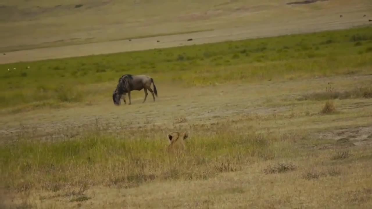 Video - Clip: Cả gan đối đầu sư tử, linh dương đầu bò nhận ngay kết thảm