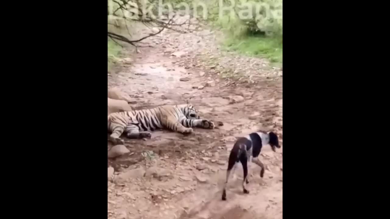 Video - Clip: Đang nằm giả chết, hổ dữ bất ngờ bật dậy vồ gọn chó hoang