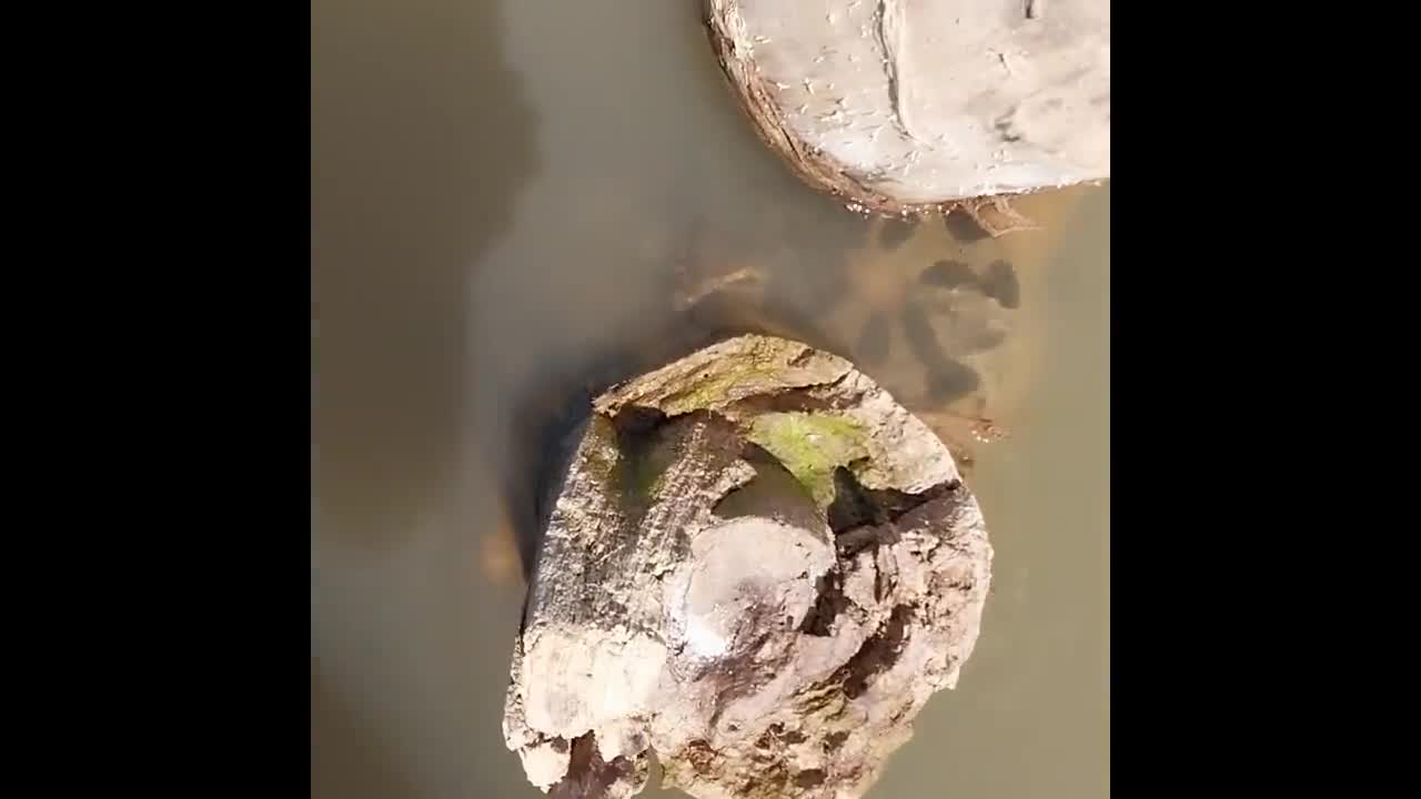 Video - Clip: Trăn anaconda bất ngờ phi thân khỏi mặt nước cắn người đàn ông 