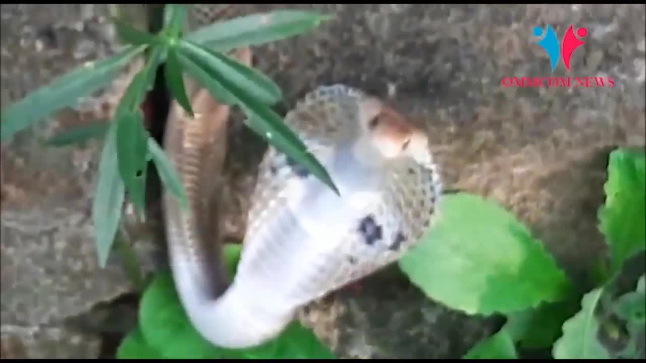 Video - Clip: Tử chiến chó nhà, rắn hổ mang bị cắn đứt đôi thân và cái kết
