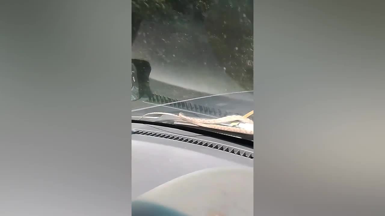 Video - Clip: Rắn bò lổm ngổm trên kính xe ô tô khiến tài xế hoảng hồn