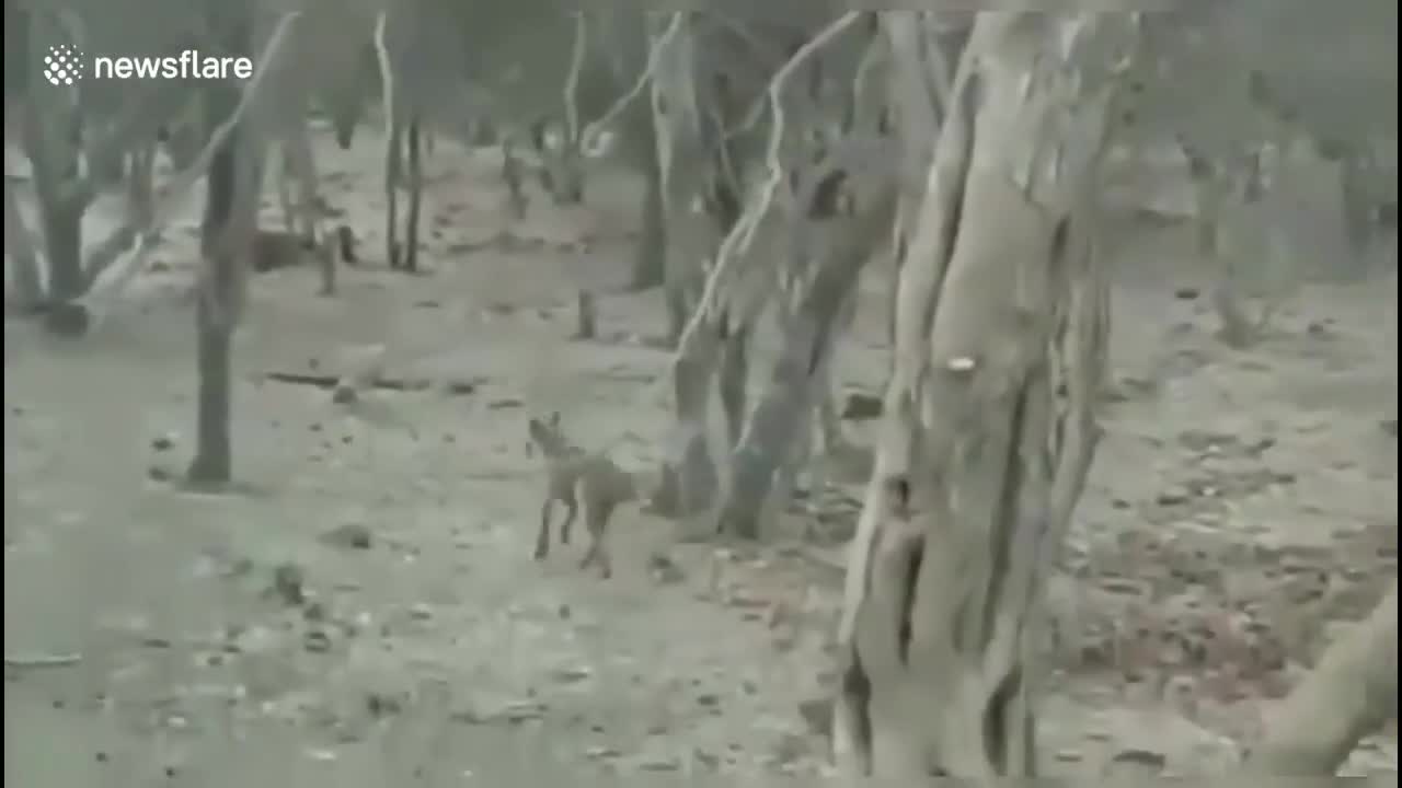 Video - Clip: Chó nhà lao vào cắn nhau với sư tử và cái kết không ngờ