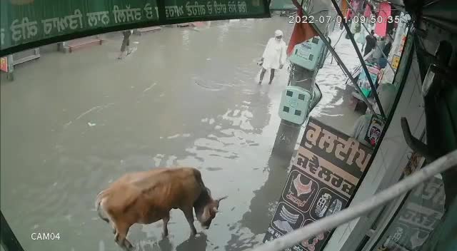 Video - Clip: Bò bị điện giật, người đàn ông nhanh trí lao ra giải cứu