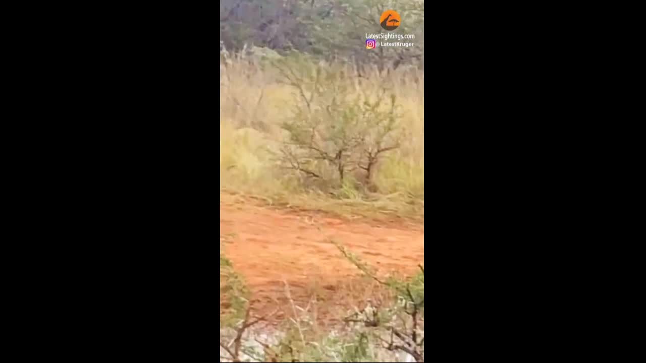 Video - Clip: Bị sư tử tấn công, cá sấu dùng 'chiêu độc' ứng phó và cái kết