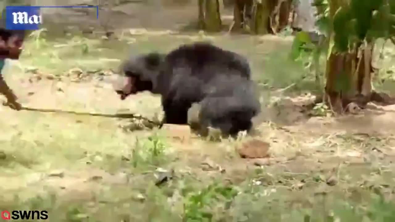 Video - Clip: Gấu hoang quật ngã, điên cuồng tấn công nam thanh niên