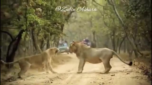 Video - Clip: Sư tử cái gầm gừ, vung chân tát liên tiếp vào mặt con đực