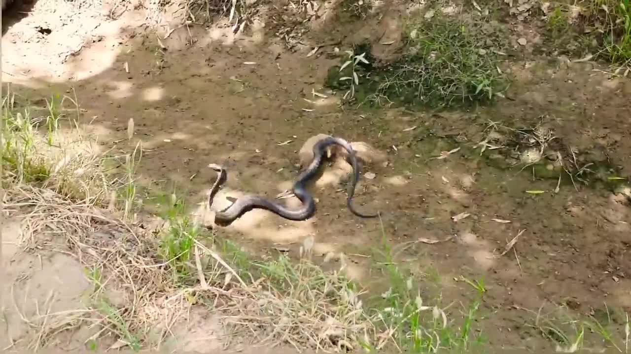 Video - Clip: Tử chiến với cầy mangut, rắn hổ mang chúa bị cắn nát đầu