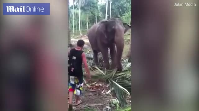 Video - Clip: Bị chạm vào người, voi khổng lồ tung đòn quật ngã nam thanh niên