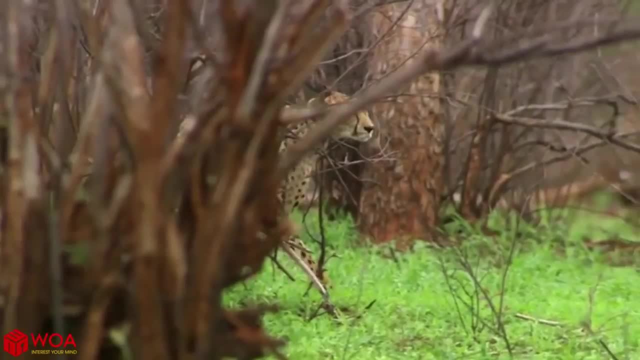 Video - Clip: Dùng chiêu giả chết, linh dương thoát hàm báo săn cực ngoạn mục