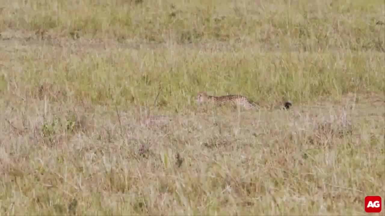 Video - Clip: Hùng hổ truy sát linh dương đầu bò, báo săn nhận cái kết bẽ mặt
