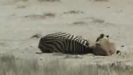 Video - Clip: Ngựa vằn 'phản đòn', đá sư tử lật hàm rồi tẩu thoát ngoạn mục