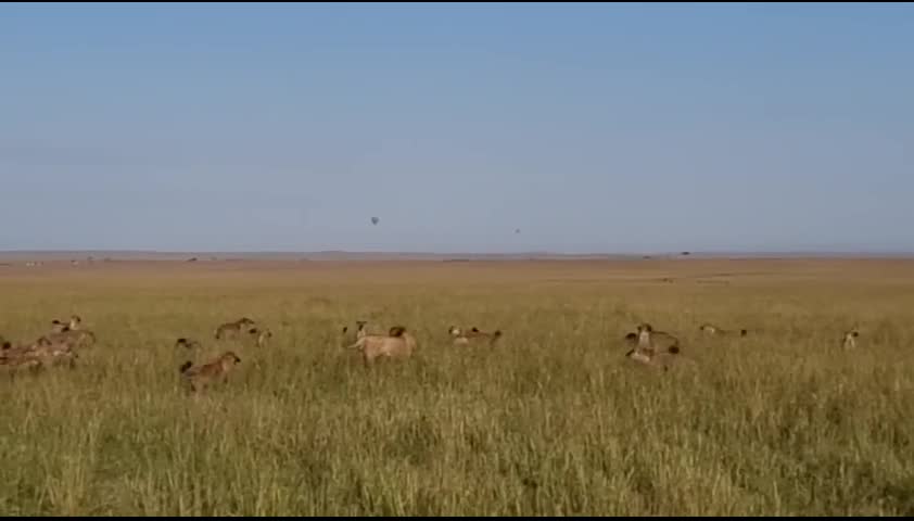 Video - Clip: Sư tử tử một mình chiến 20 linh cẩu và màn 'lật kèo' đầy bất ngờ
