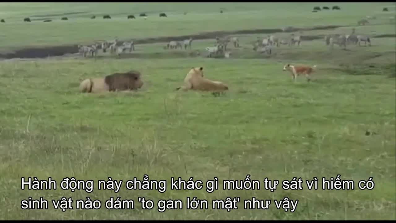 Video - Clip: Chó nhà to gan 'đánh nhau' với sư tử và cái kết đầy bất ngờ