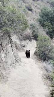 Video - Clip: Bất ngờ phản ứng cứu cô gái thoát khỏi hiểm nguy khi trạm trán gấu hoang 