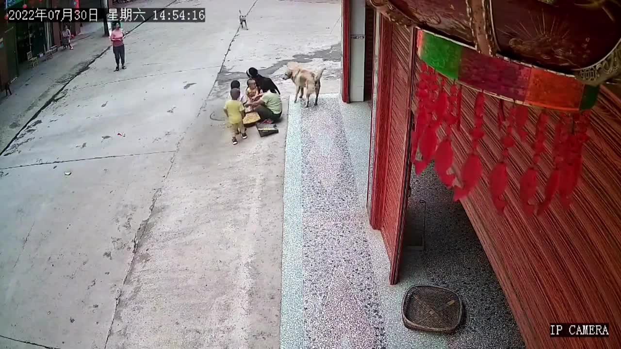 Video - Clip: Chó hoang hung hăng lao tới cắn bé trai và màn giải cứu gay cấn