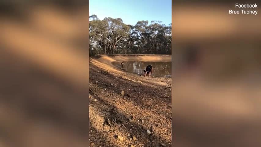 Video - Clip: Bảo vệ chó cưng, người đàn ông bị kangaroo 'tung cước' hạ gục