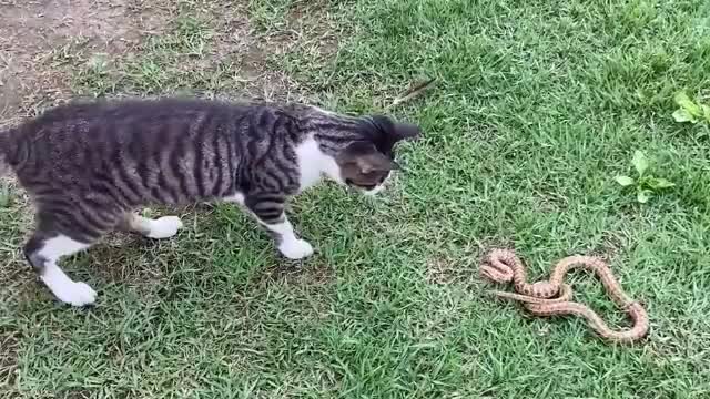Video - Clip: Mèo nhà tung 'liên hoàn cước' tát rắn tới tấp và cái kết bất ngờ