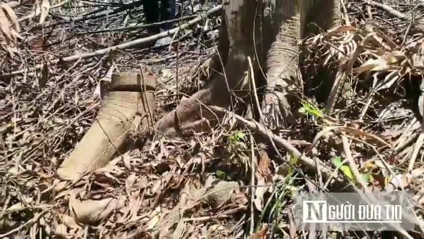 Môi trường - Video cận cảnh rừng nguyên sinh tại Hà Tĩnh bị chặt phá