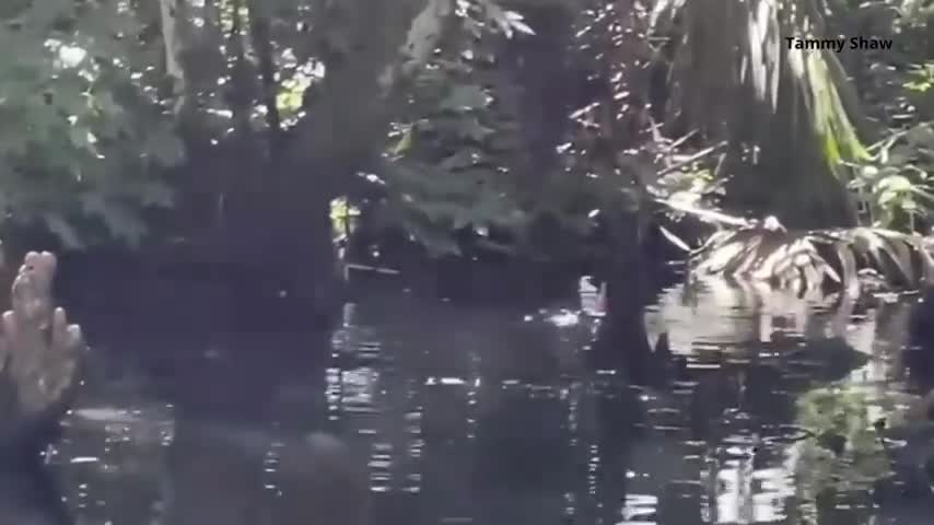Video - Video: Sốc cảnh cá sấu khổng lồ nuốt chửng đồng loại trong phút chốc