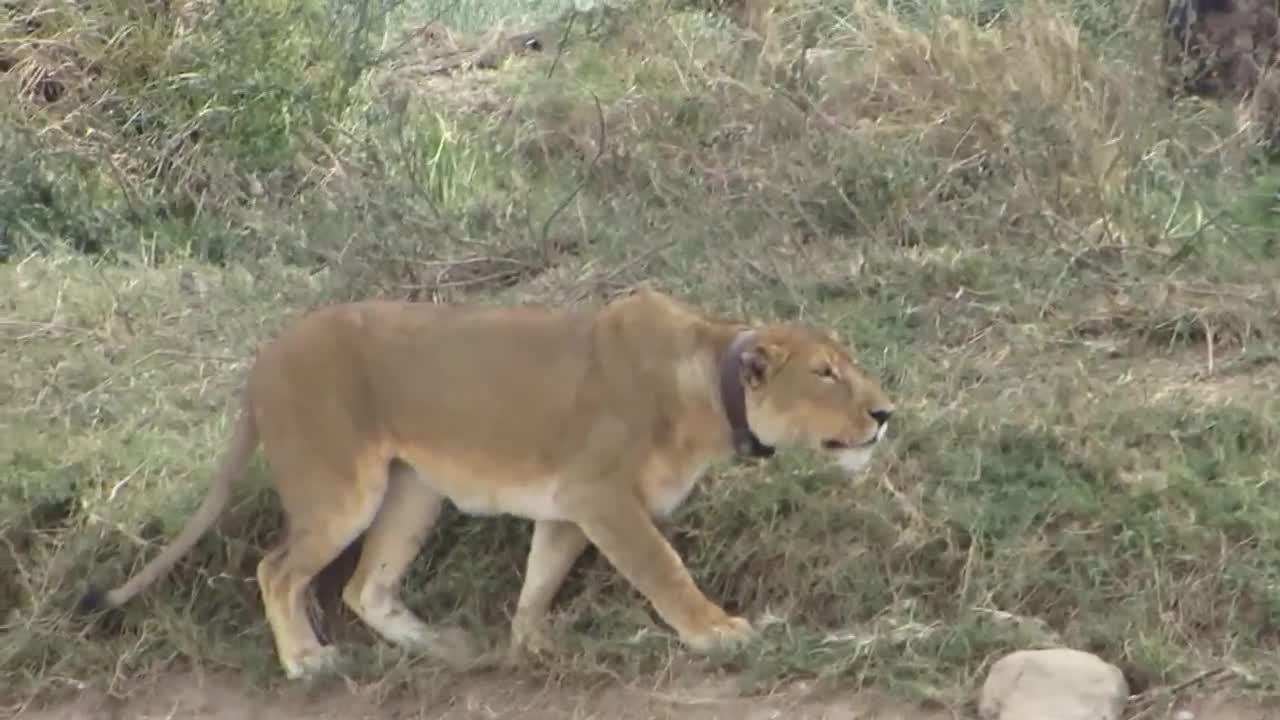 Video - Clip: Bị ngựa vằn cắn trả, sư tử kêu la thảm thiết và cái kết bất ngờ