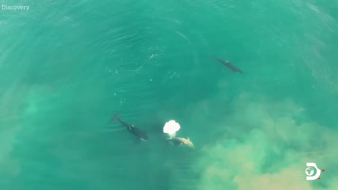 Video - Clip: Cá voi sát thủ hợp sức đoạt mạng cá mập trắng khổng lồ