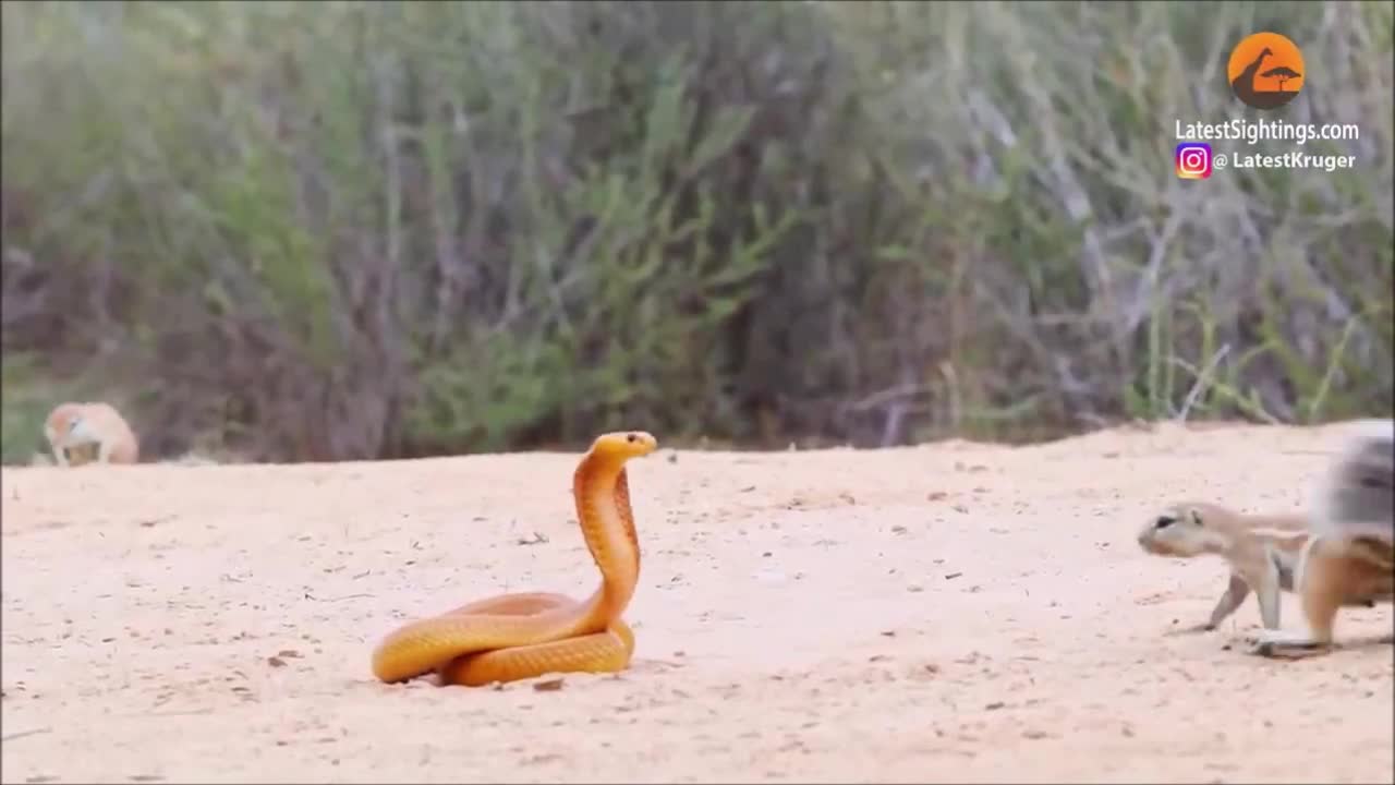 Video - Clip: Cầy mangut và sóc đất hợp sức đánh đuổi rắn hổ mang và cái kết