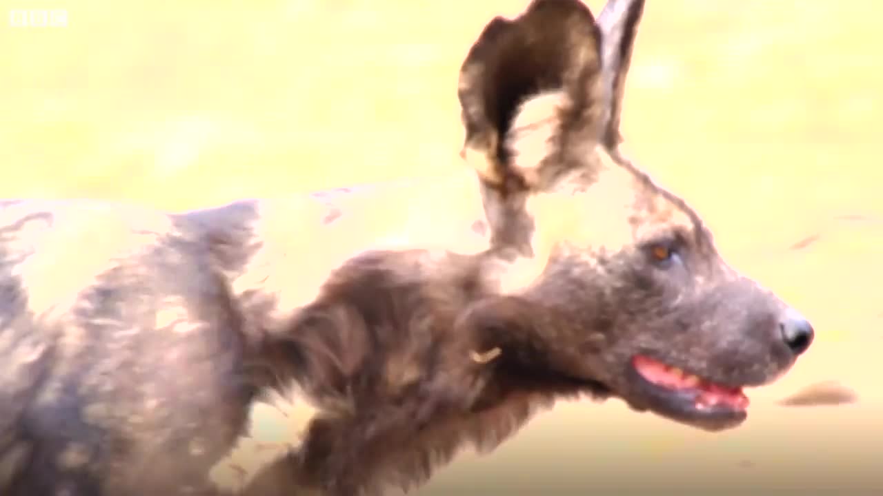 Video - Clip: Trâu rừng xả thân đuổi sư tử cứu đàn chó hoang và cái kết buồn