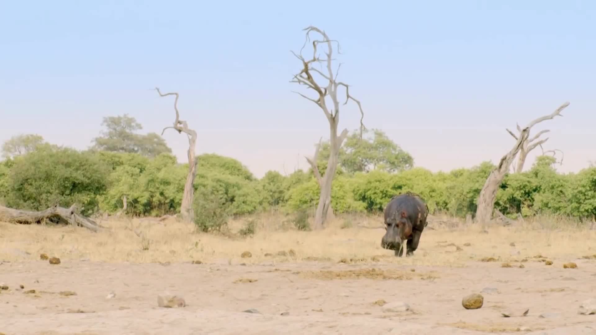 Video - Clip: Hà mã một mình chiến đấu với đàn sư tử để giành nguồn nước và cái kết