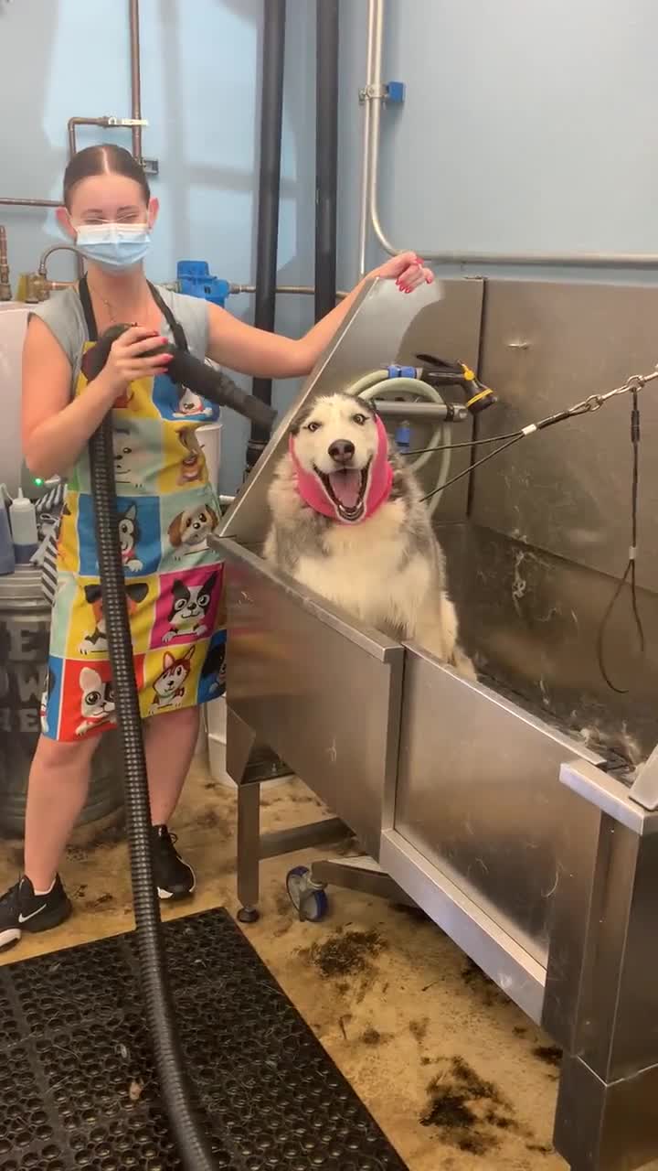 Mới- nóng - Clip: Phản ứng nực cười của chú chó 'hát' khi được tắm