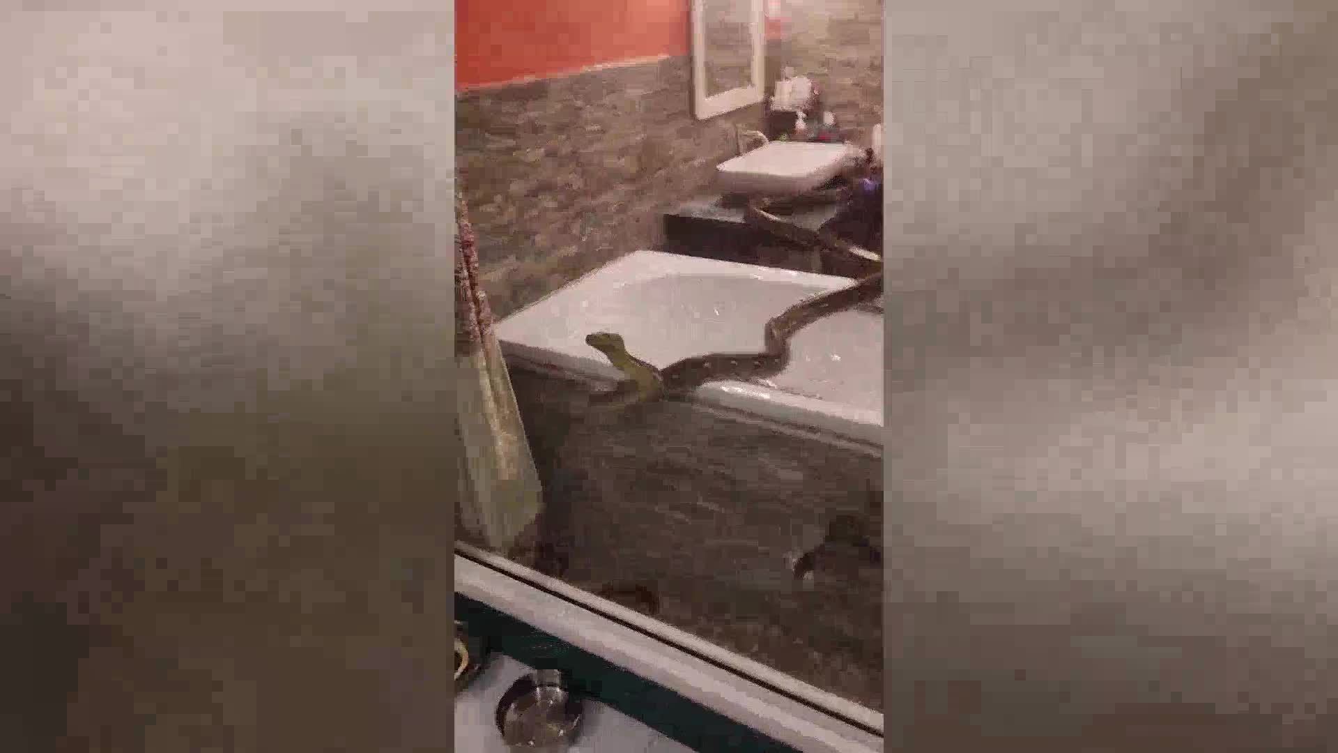Video - Clip: Giật mình phát hiện trăn khổng lồ trong nhà tắm