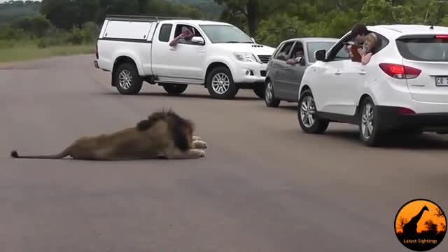 Video - Đang nằm nghỉ, sư tử bất ngờ có hành động này khiến du khách khiếp vía