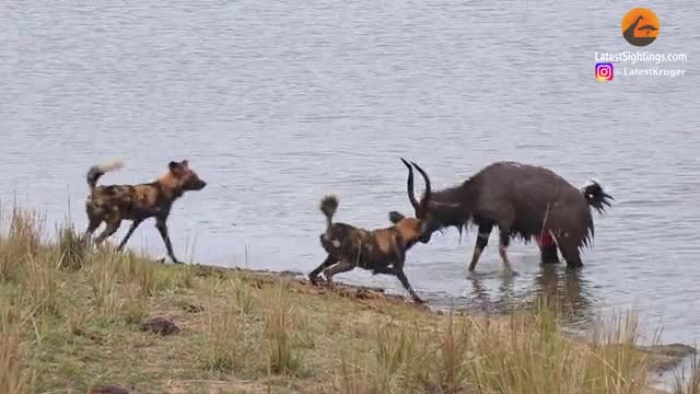 Video - Clip: Thoát khỏi chó hoang và hà mã, linh dương vẫn phải bỏ mạng vì kẻ thứ 3