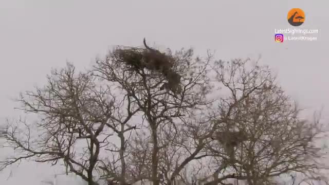 Video - Clip: Báo hoa mai mạo hiểm trèo lên ngọn cây bắt đại bàng và cái kết