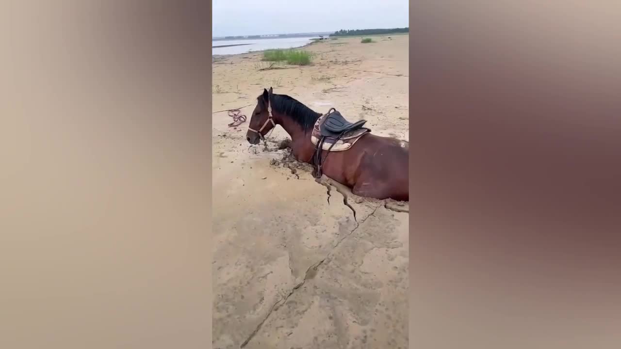 Mới- nóng - Clip: 'Chiêu lạ' giải cứu chú ngựa khỏi mắc kẹt ở bùn lầy