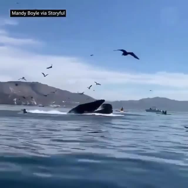 Video - Clip: Thót tim cảnh 2 người chèo thuyền suýt bị cá voi lưng gù nuốt chửng