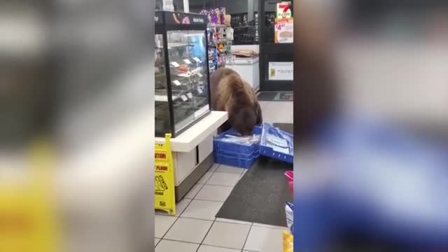 Video - Video: Gấu khổng lồ lục tung cửa hàng tìm đồ ăn khiến nhân viên phát khiếp
