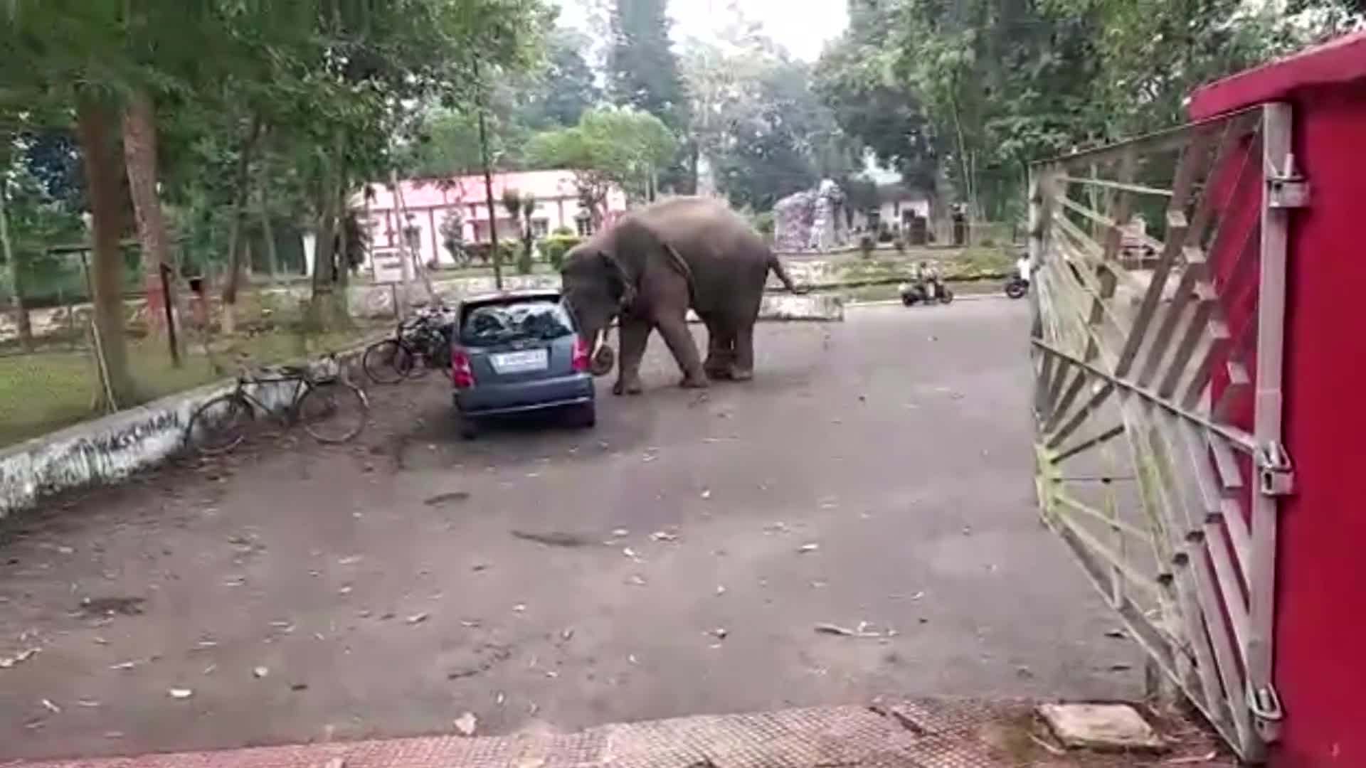 Mới- nóng - Clip: Sức mạnh kinh ngạc của voi khi đẩy cả chiếc ô tô 